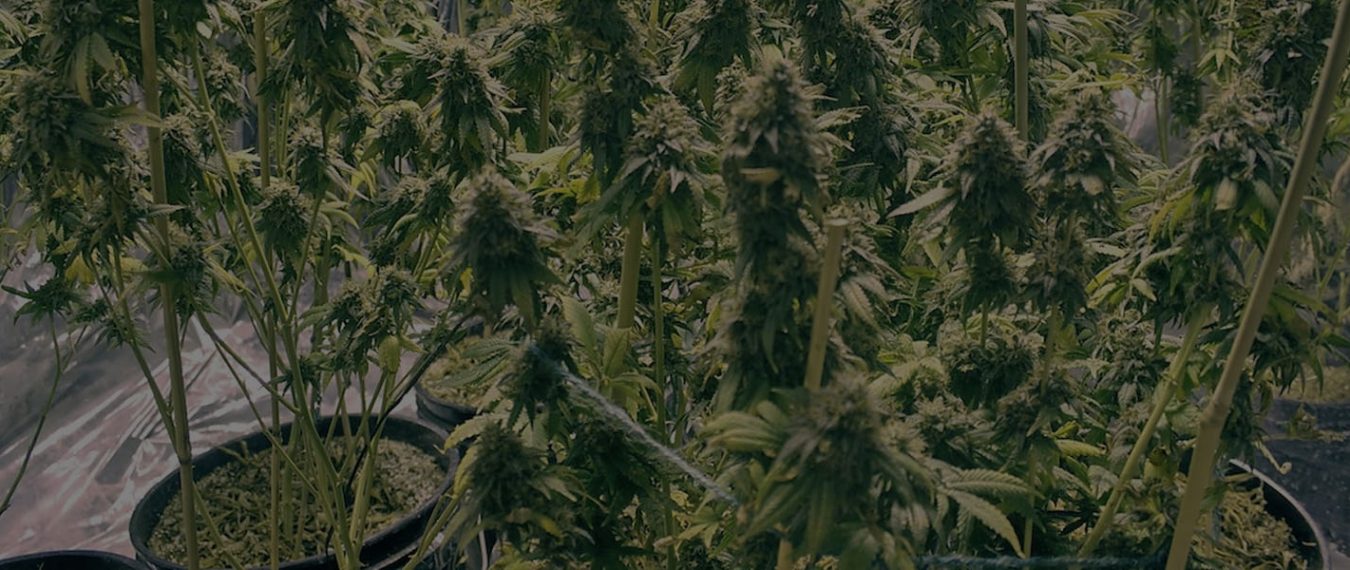 BEST WEED STRAINS IN THE WORLD